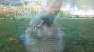 смешной кусок из анука давайка