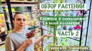 Обзор растений. Часть 2. Кактусы и суккуленты 🪴