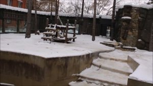 Медвежатам надоело плавать и они пошли поваляться на снегу 04.12.2025
