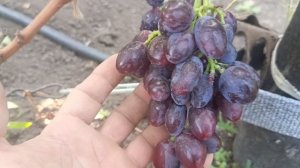 Подарок любимой