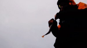 12 декабря окунь на р.Свирь