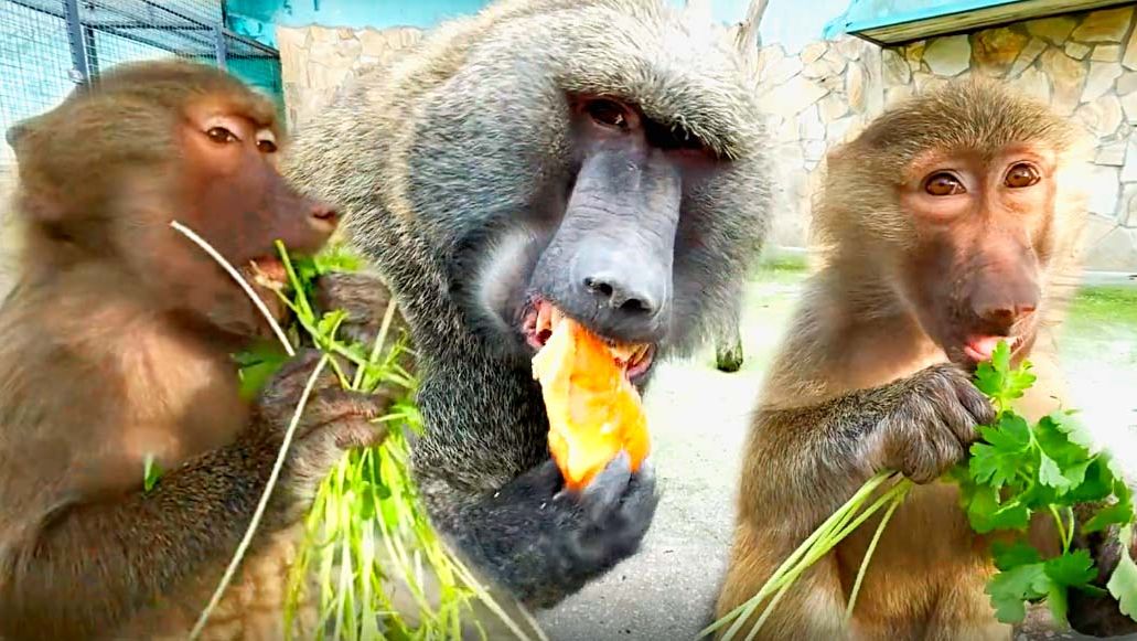 В этом вольере всё вожака- ПАНА СТЭПАНА! Маня-обезьянка хитрая, вертится как может! Рокки- кремень!