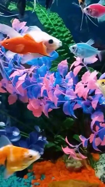 Тропические рыбы смотреть онлайн