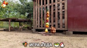 Кормление кур овощами и фруктами для зарядки и от скуки 🥗🐓🤗  (9)