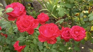 Не много летней красоты вам