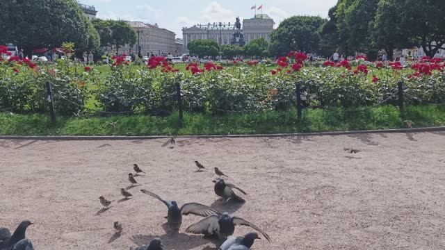 Птички питерские