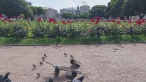 Птички питерские