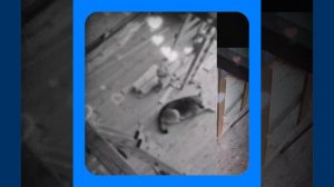 1000042248.mp4 (Собака смотрит на монтаж электропроводки (монтаж п/переключателя) в доме А-фрейм)