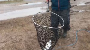 поимка форели на силикон