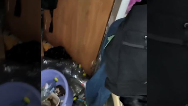 Молодая девушка превратила съёмную квартиру в мусорку с трупом кошки. Красноярец 6 лет сдавал жильё