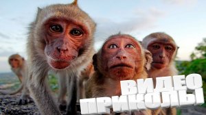 ЛУЧШИЕ ПРИКОЛЫ 2025 | ПРИКОЛЫ 2025 | СВЕЖИЕ ПРИКОЛЫ 2025 | РЖУ НЕ МОГУ |