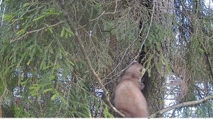 Охота с европейцами на куницу! Успешные выходные...