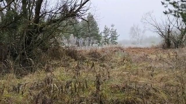 Обычный осенний коп