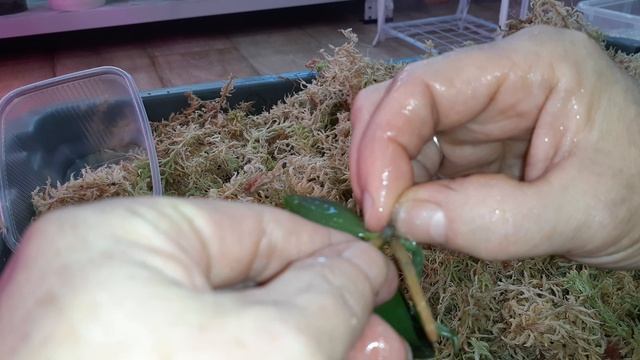 Орхидеи Фласки Пересадка в Мох Сфагнум , собственное Микроклональное размножения Орхидей.