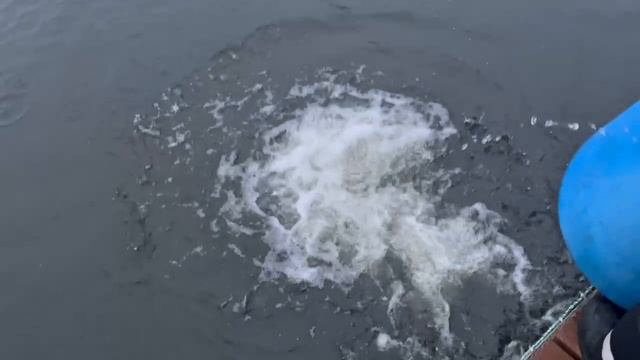 12.12.25. Зарыбление VIP зоны форелью.