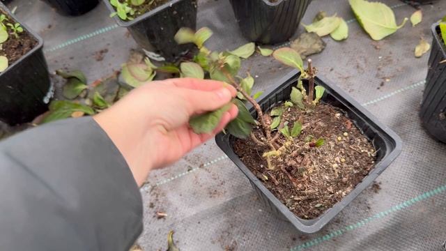 Убираю гортензии в подвал. Декабрь