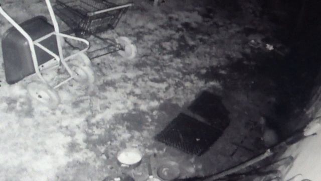 Серая кошка пришла поесть ПОДПИШИСЬ