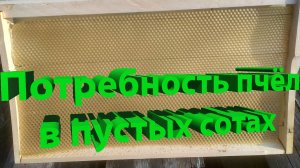 Потребность пчелиной семьи в пустых сотах: объяснение и расчёты от профессора Пашаян