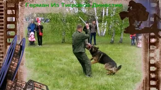 Герман Из Тигровой Династии. Показательные выступления. Май 2016