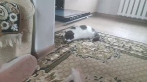 мурзик спит под печкой😎