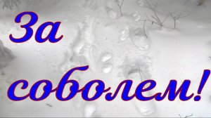 За соболем не оставляю попыток натаскать хоть одну собаку Арса проявляет интерес удачно соболь добыт