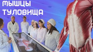 "Мышцы туловища" - Лекция Анатомия