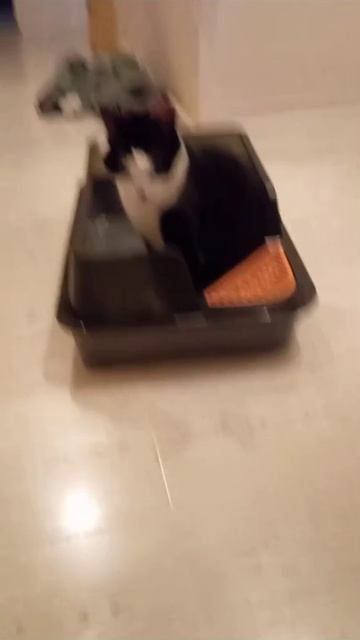 Котячьи развлечения )