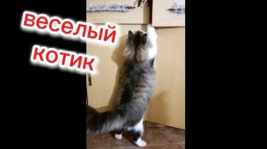 Весёлый котик.