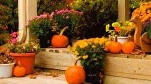 Осень на даче.Возим лесную землю для любимых роз.