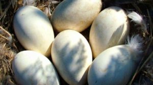 Гоши. Продолжение