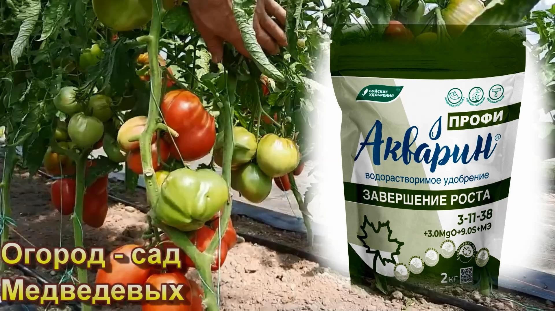 Когда и каким азотным удобрением нужно кормить томаты