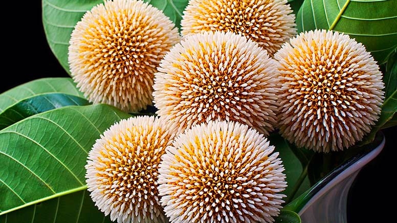 ПОЛУЧИЛА НОВЫЕ КРАСИВЫЕ РАСТЕНИЯ ДЛЯ САДА