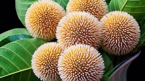 ПОЛУЧИЛА НОВЫЕ КРАСИВЫЕ РАСТЕНИЯ ДЛЯ САДА