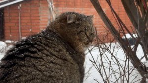 ДНЕВНИК лесного кота БАРСИКА: «Я - игрушка на елочке!»  - 12.12.2025