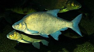 Вышли лещи на перекате и после сделал выстрел по лещу на 1.03 сек.