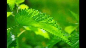 Крапива. Увлекательные факты.