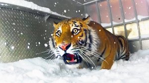 ЗАБАВНАЯ РЕАКЦИЯ ЖИВОТНЫХ НА СУМАСШЕДШУЮ ПОГОДУ