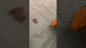 Мышонок читает стих Если бы я был султан