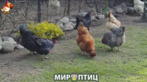 Мир птиц – красота и грация пернатых созданий Природы 🦩🦚🦜 Выпуск (416) 🦉🐦🐤