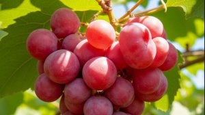 Лучшие винные сорта винограда для Тулы и особенности получения лучшего вина