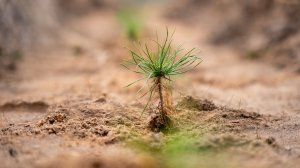 Посадка леса в Саратовской области 18.10.2025 года