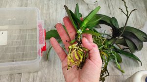 МАЛО КТО ЗНАЕТ что ТЕПЕРЬ ОРХИДЕИ ВЫРАЩИВАЮТ ТОЛЬКО ТАК!