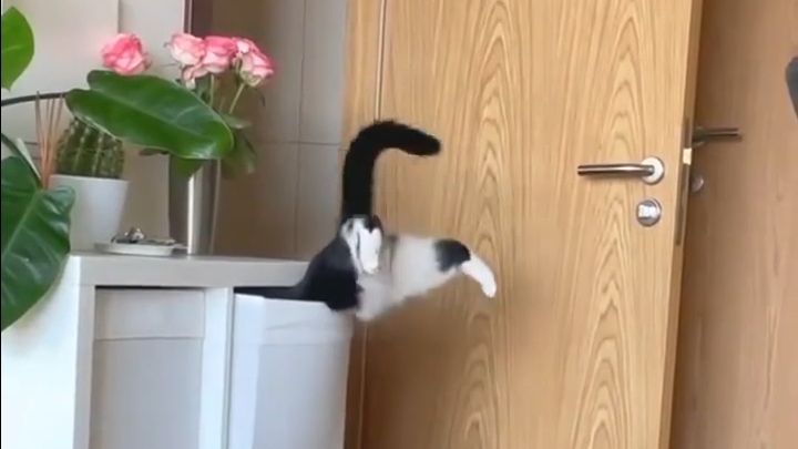 Смешные котики! 🐱🐱🐱🐱🐱🐱🐱