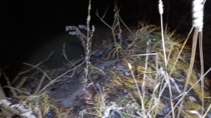 Как поймать бобра без приманки. 12 декабря 2025