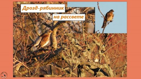 Дрозд-рябинник только проснулся, приводит себя в порядок. Ноябрь 2025