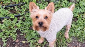 АРХИВ.  Ника в новой обновке! Как вяжу свитер для собаки?!