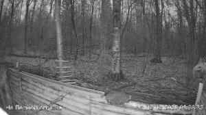 LIVE: На лесной опушке. Природа онлайн