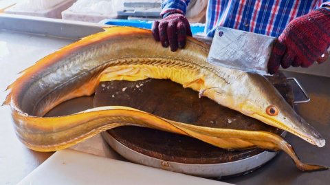 Блюда из гигантского желтого угря, жареный угорь — деликатесы из морепродуктов.