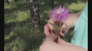 Влюблённая в Астры..автор ролика Светлый