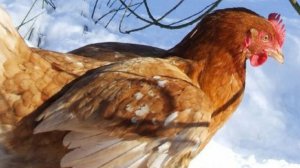 А ваши курочки так же хорошо живут?